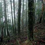 Who owns Lane County's Forests?